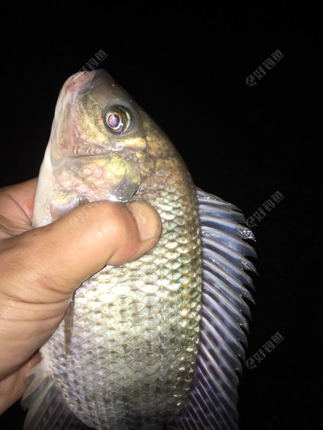 毛巾掉下水里去了被它刺到手好疼啊