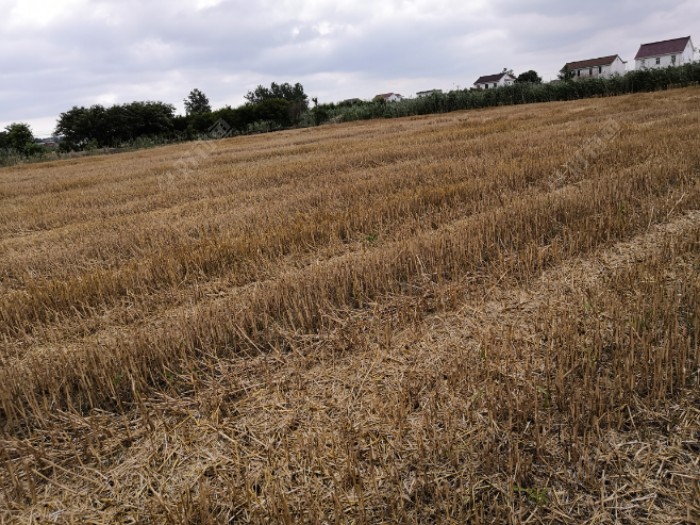 穿过这片麦田就是钓点