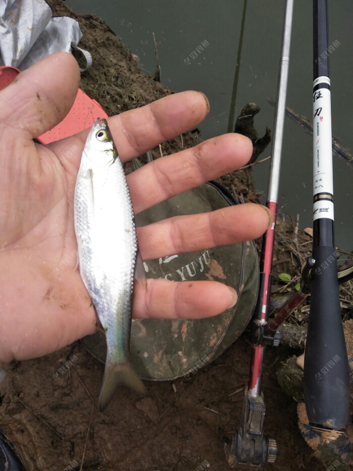 看看个头还不小吧！