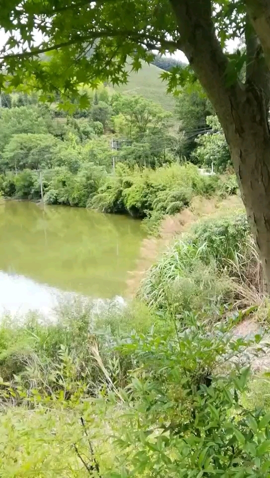 淳安县安阳乡五堡村库内塘