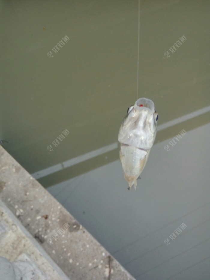 鱼是吃上钩红虫的。