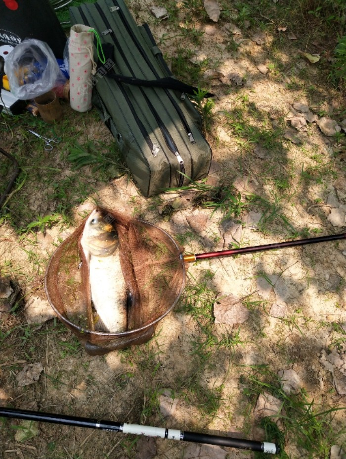 转眼这已经是第四尾鳙鱼了，