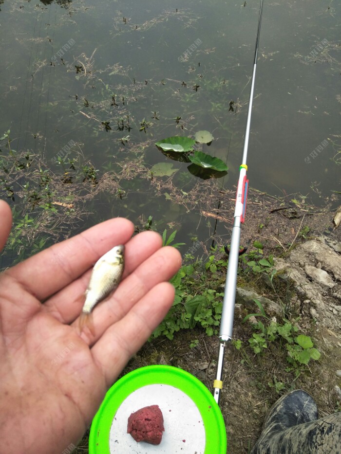 小金鲫真漂亮呀！