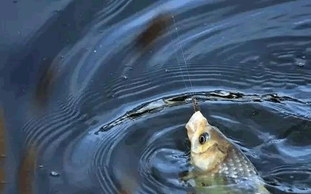 cjd0iV0y7WdNv6znkwlXbiBefcFh4.gif