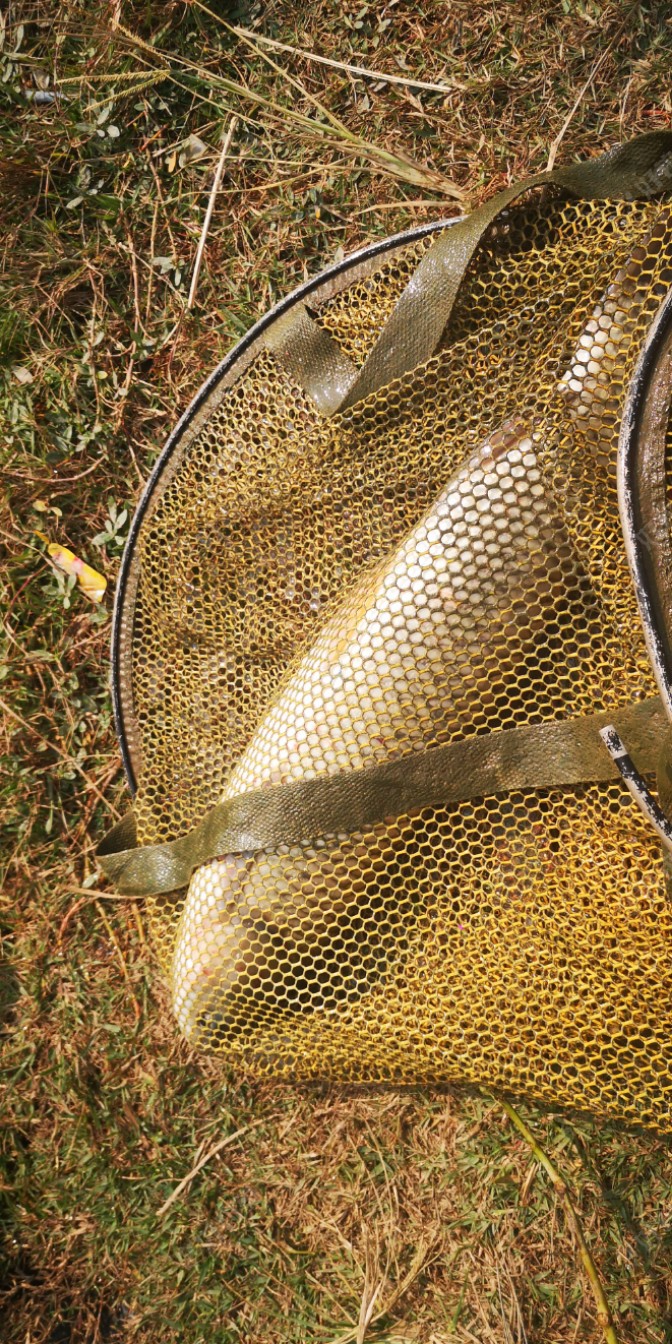 我一看这鱼很漂亮，最后让我