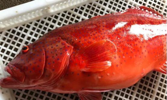 鱼类分享｜石斑鱼中的贵族——东星斑