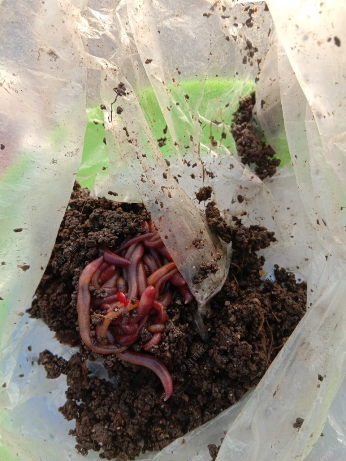 蚯蚓，喂养的还可以，颜色也