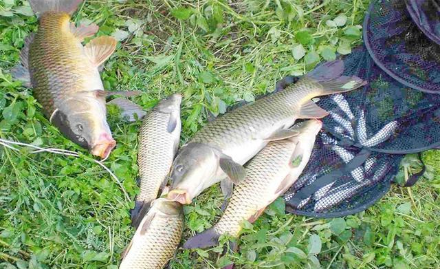 秋季鲤鱼，试试这种最特别的钓法