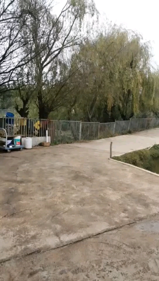 大板桥大碾砣钓鱼塘