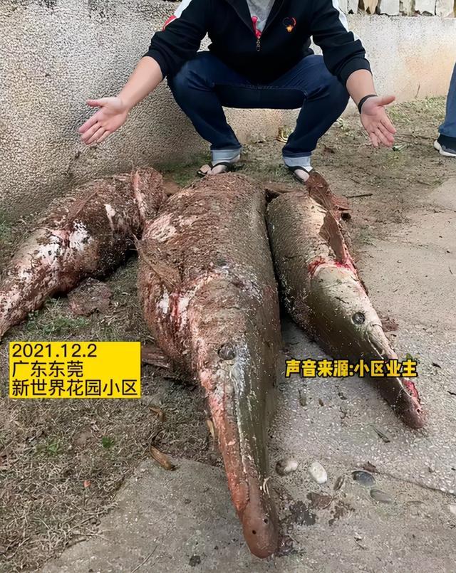 广东一人工湖鱼频繁消失，下网后捞起鳄雀鳝，气的业主想将其打死