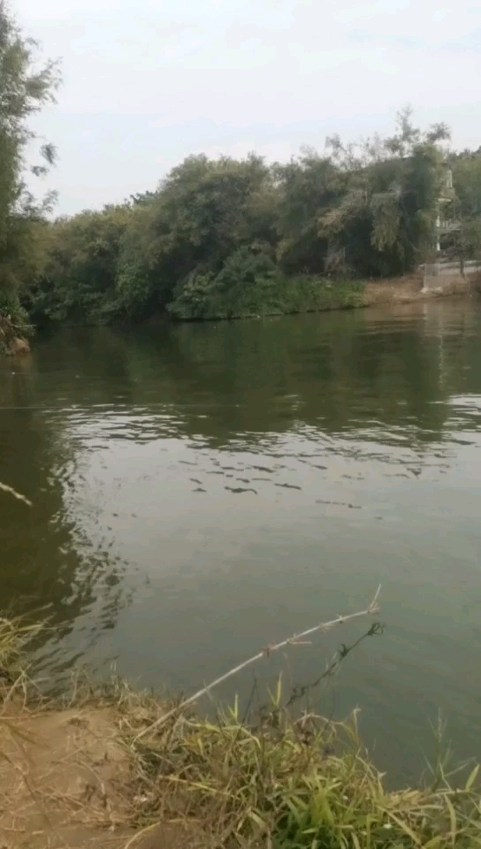 北江 新河汇入口