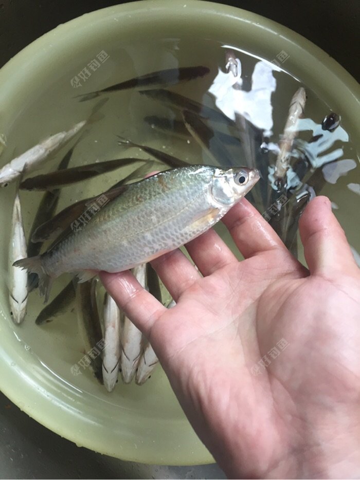 一年的这个时候钓江鲫白条