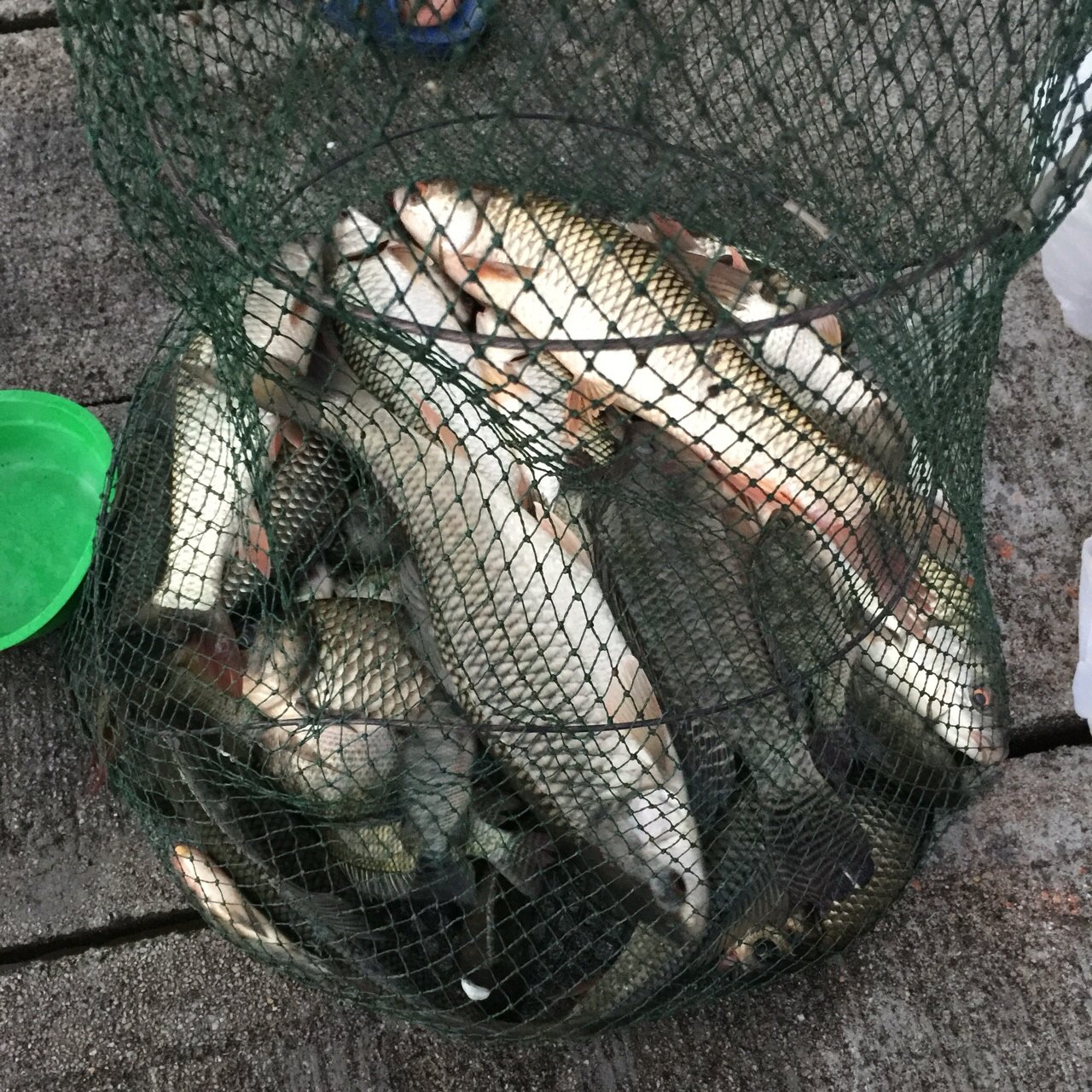 深圳荔枝公园_荔枝公园地址和电话信息 - 好钓鱼