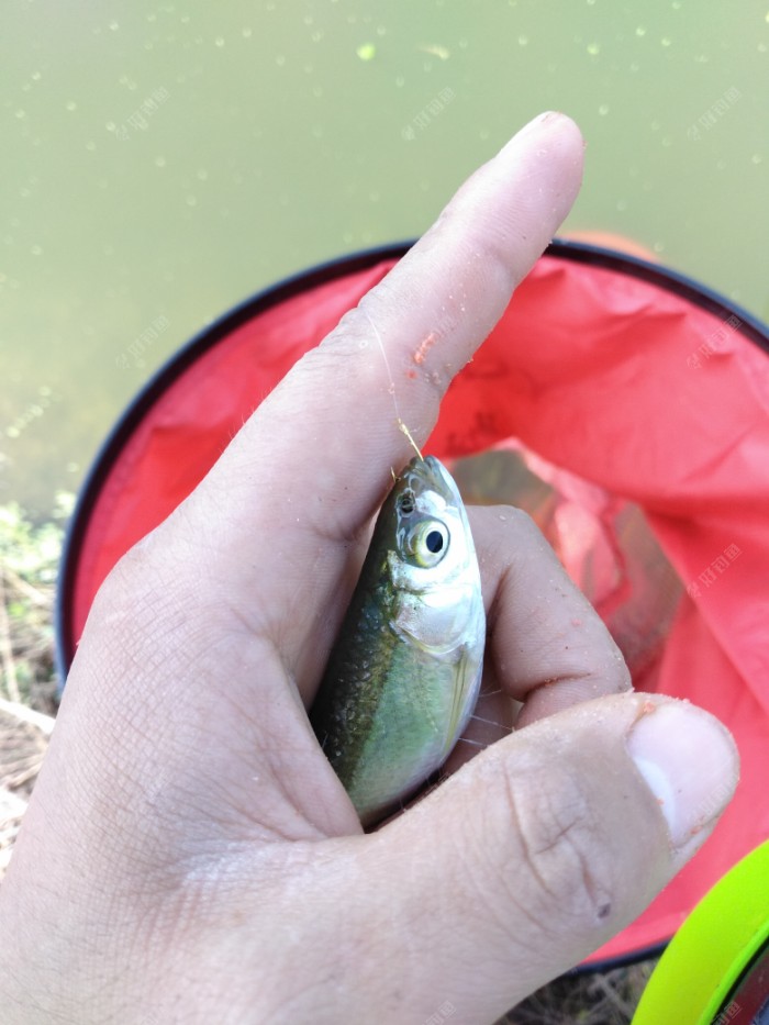 试钓金钩擒白匪偶有小惊喜