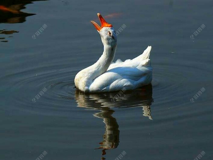 鹅鹅鹅,曲项向天歌