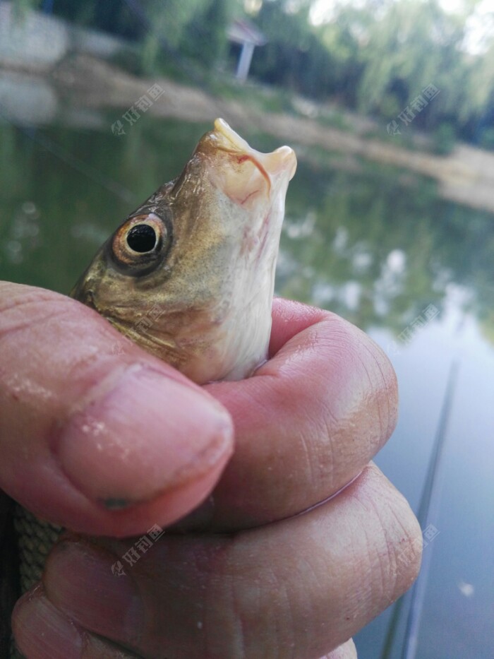 暑钓乐天气太热鱼也在苦夏没胃口