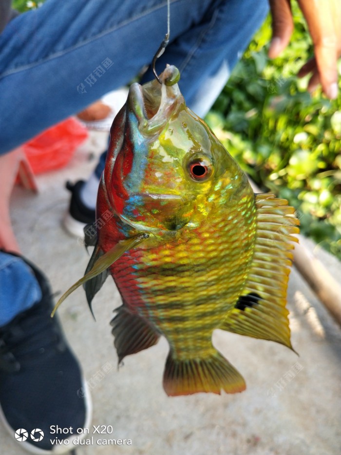 红肚子的罗非鱼是什么品种