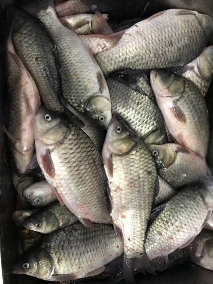 寒露已至这样调整作钓鲫鱼渔获翻番不是