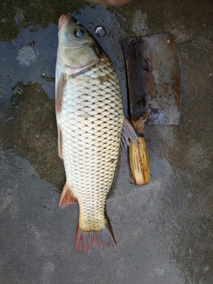 最后鱼获,大鲤三斤左右