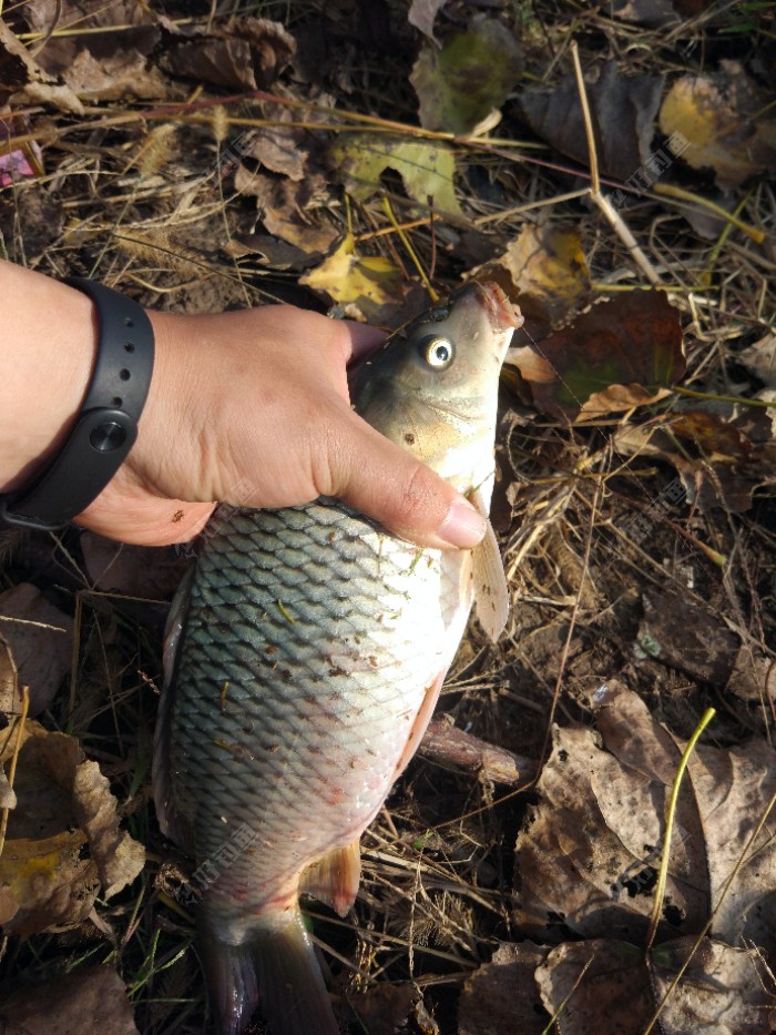 鲇竿在手,鱼96跟我走…… - 好钓鱼