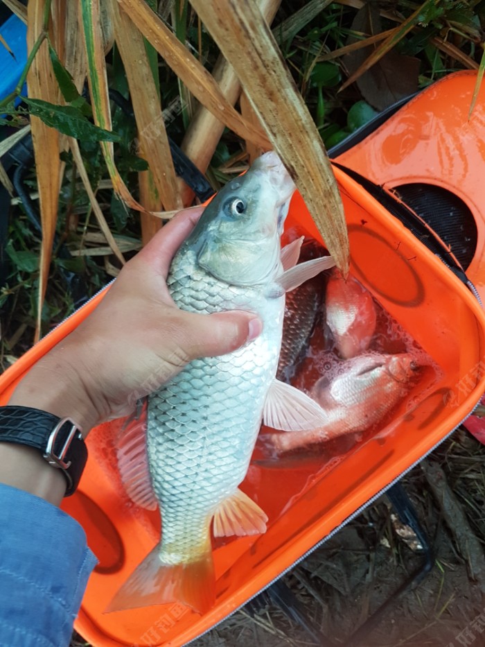 上了一條小鯉魚哦.非常不錯哦.皮毛很不錯.