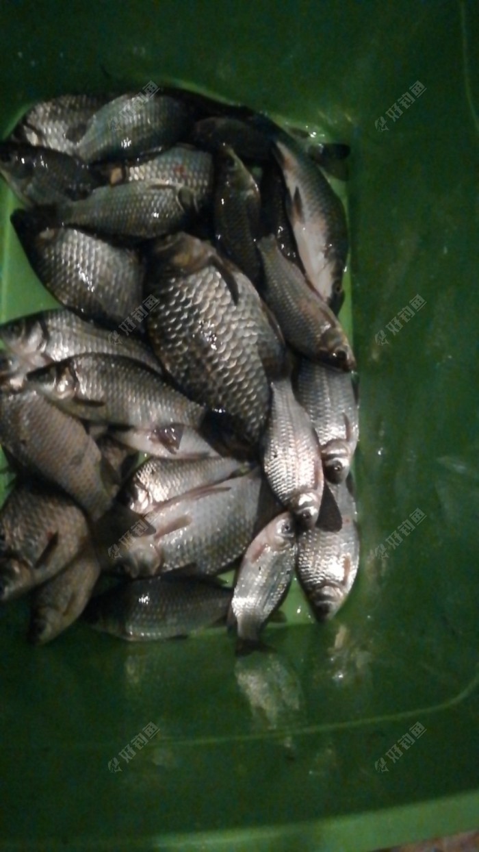 三个小时的鱼获,太冷了受不了,撤了