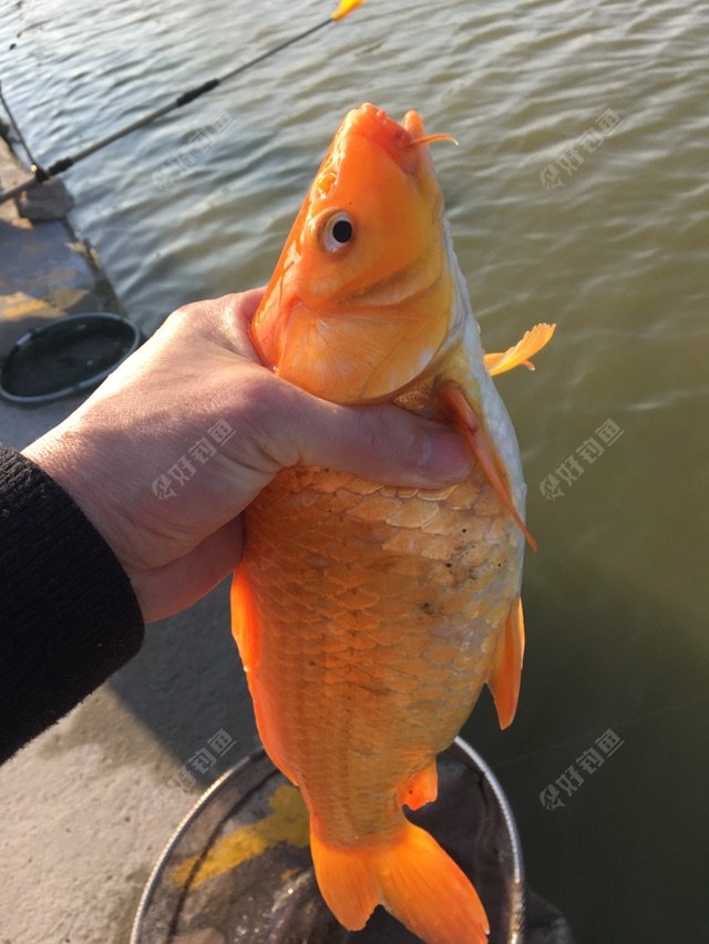 今天钓到的都是红鲤鱼.