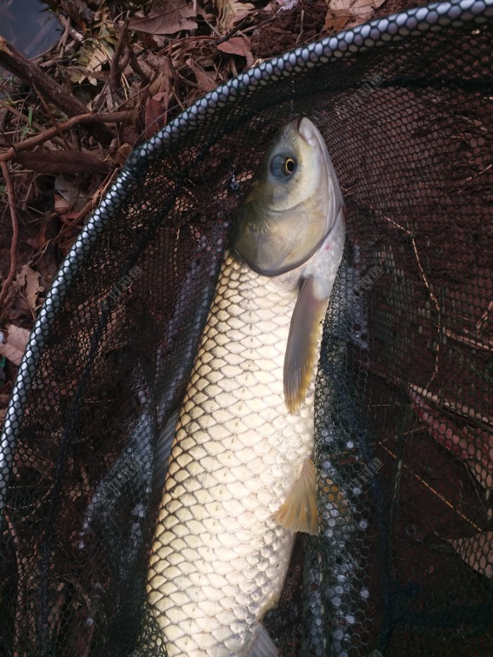 中午11点左右矶竿上了一条2公斤的草鱼.