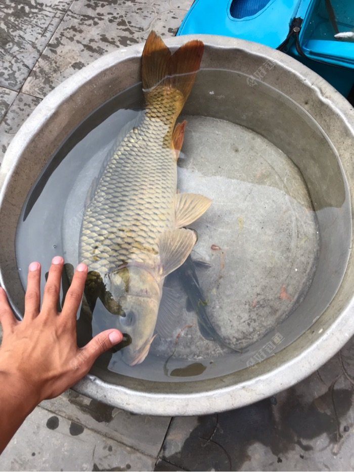 5斤半的大鲤鱼一尾