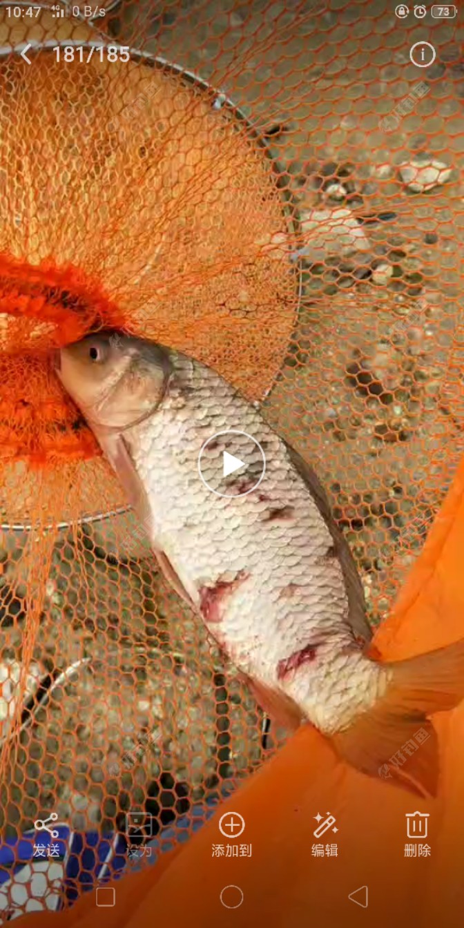 久违的东江钓 - 好钓鱼