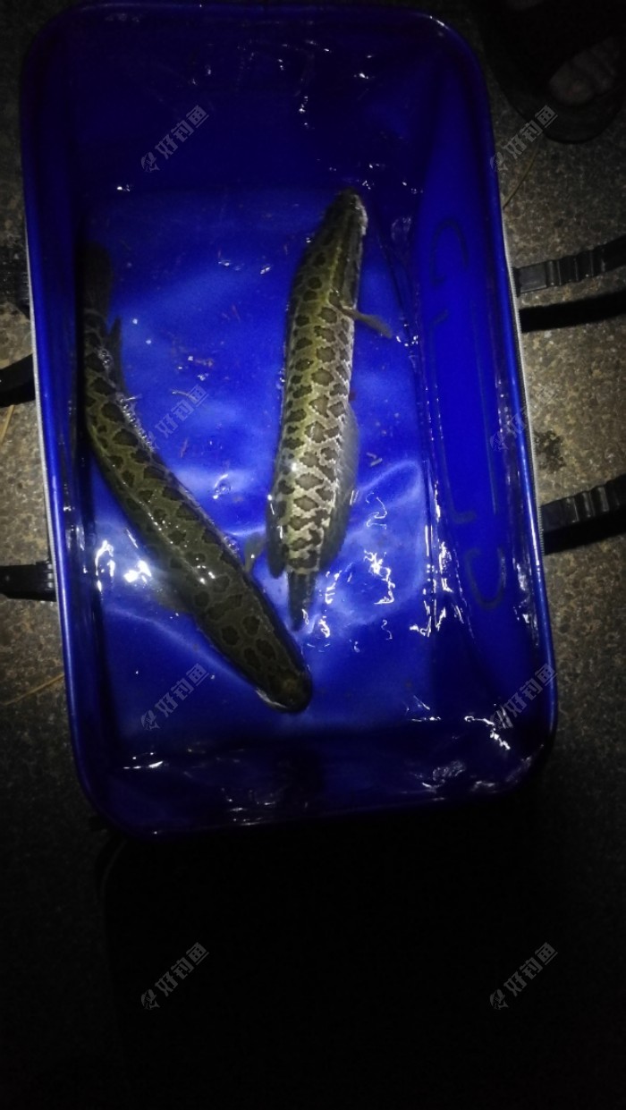 又是奶黑,最后说几句,现在是打黑的黄金季节,不要因为正事耽误钓鱼