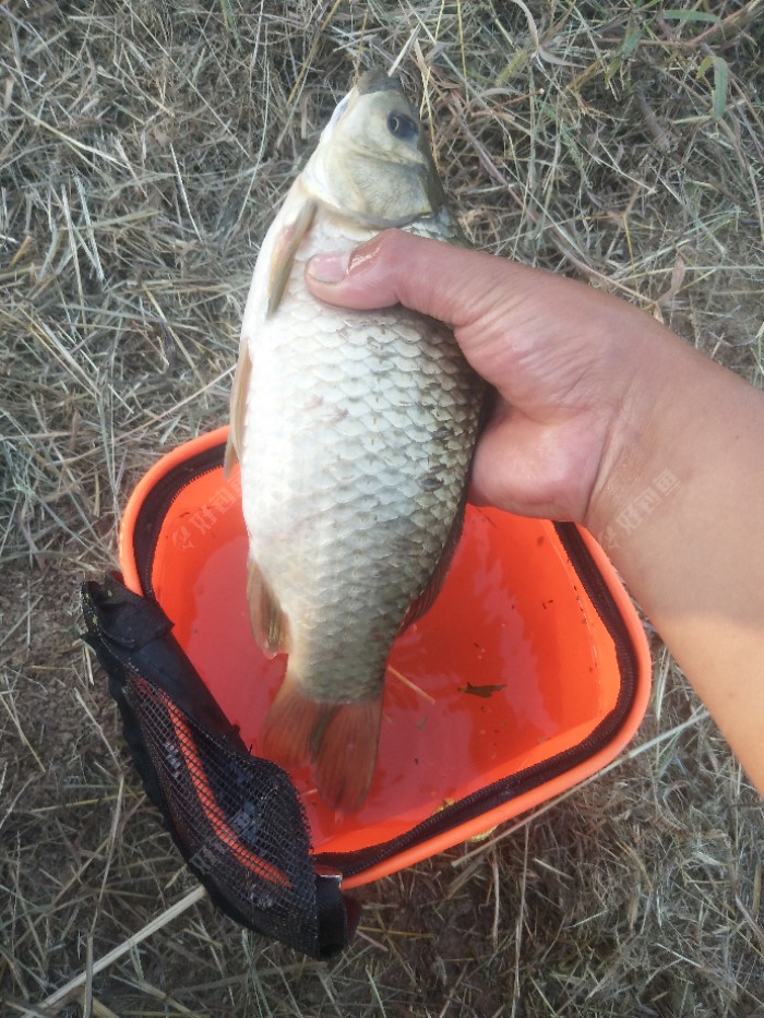 野河终斩货斤鲫