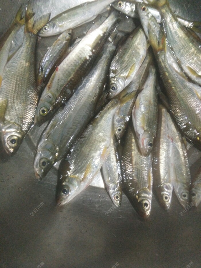 金秋十月第四钓,大眼鳊争先报到