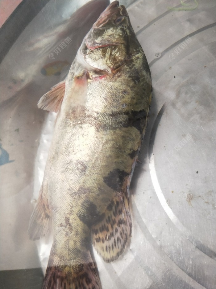 亮片中白鳜 - 好钓鱼