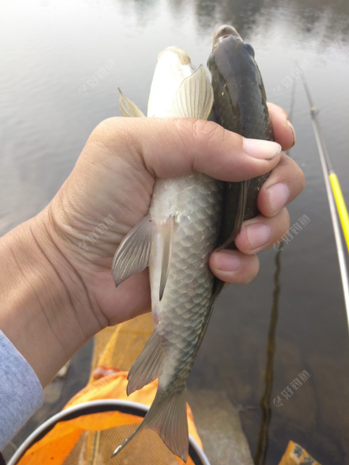 四周年做钓降温前鱼获爆连连
