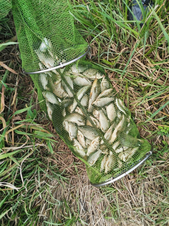 全网第一针对小鱼闹窝秘籍不看后悔一辈子我太太告诉我的