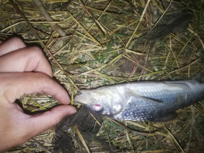 惊呆啦! 大家都来说说吧,到底是什么鱼?