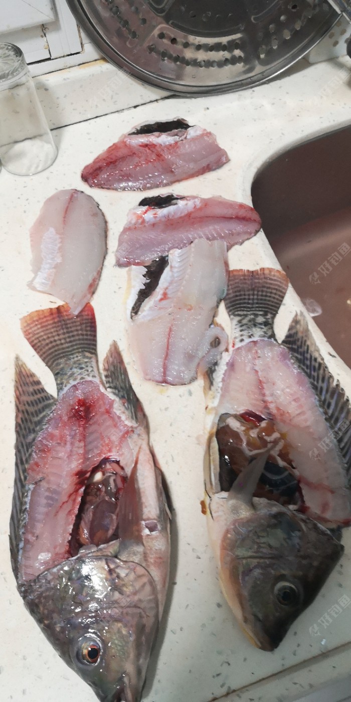 罗非鱼含有大量寄生虫图片