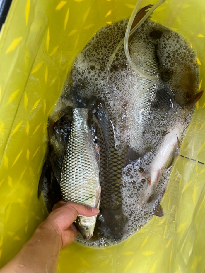 開釣咯初次使用梅州土鯪釣法麥鯪狂拉破紀錄