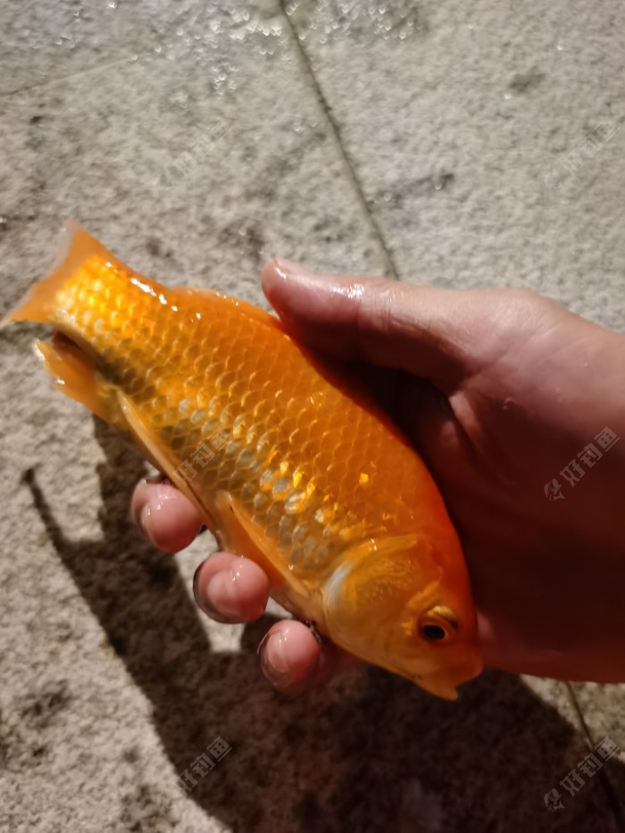 红鲫鱼很漂亮,放生