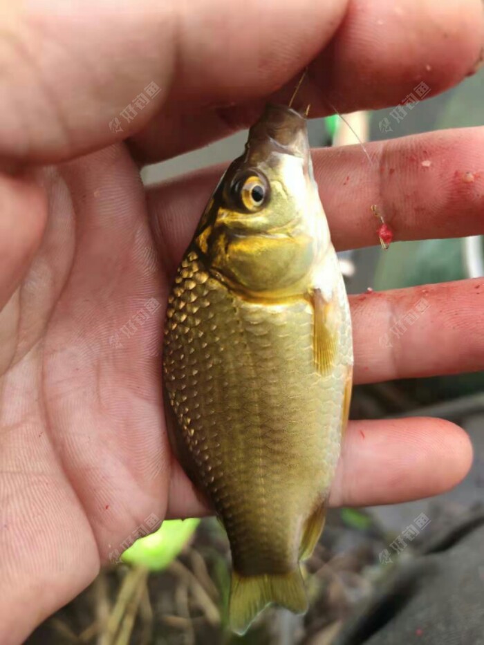 东北野钓塘坝之东塘坝垂钓小鲫鱼鱼太小钓够了