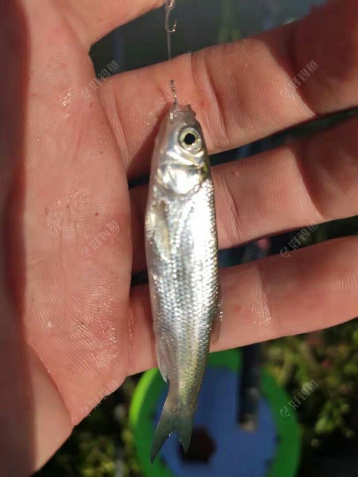 东北野钓之大河塘坝一顿跑小瓜子鲫双飞