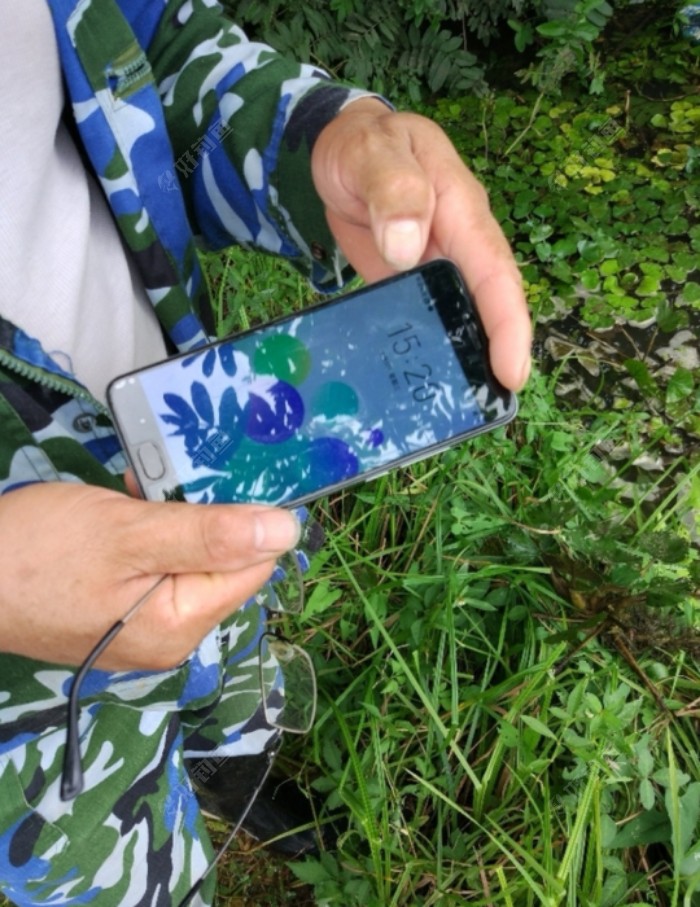 手机打窝引得鬼子疯抢